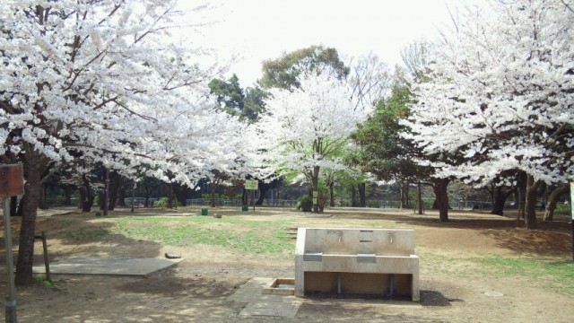 桜の季節の和田堀公園です
