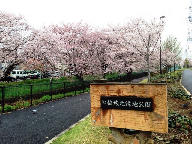 桜の季節の稲城北緑地公園です